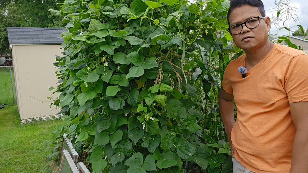 Pole Beans- Seeds