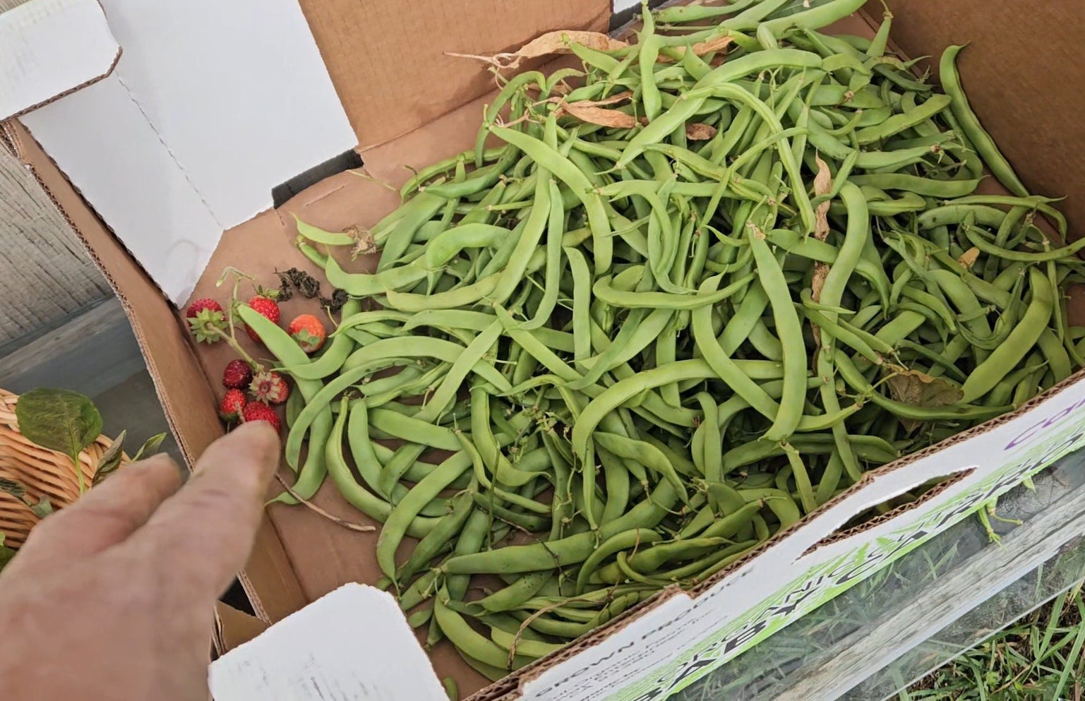 Pole Beans- Seeds