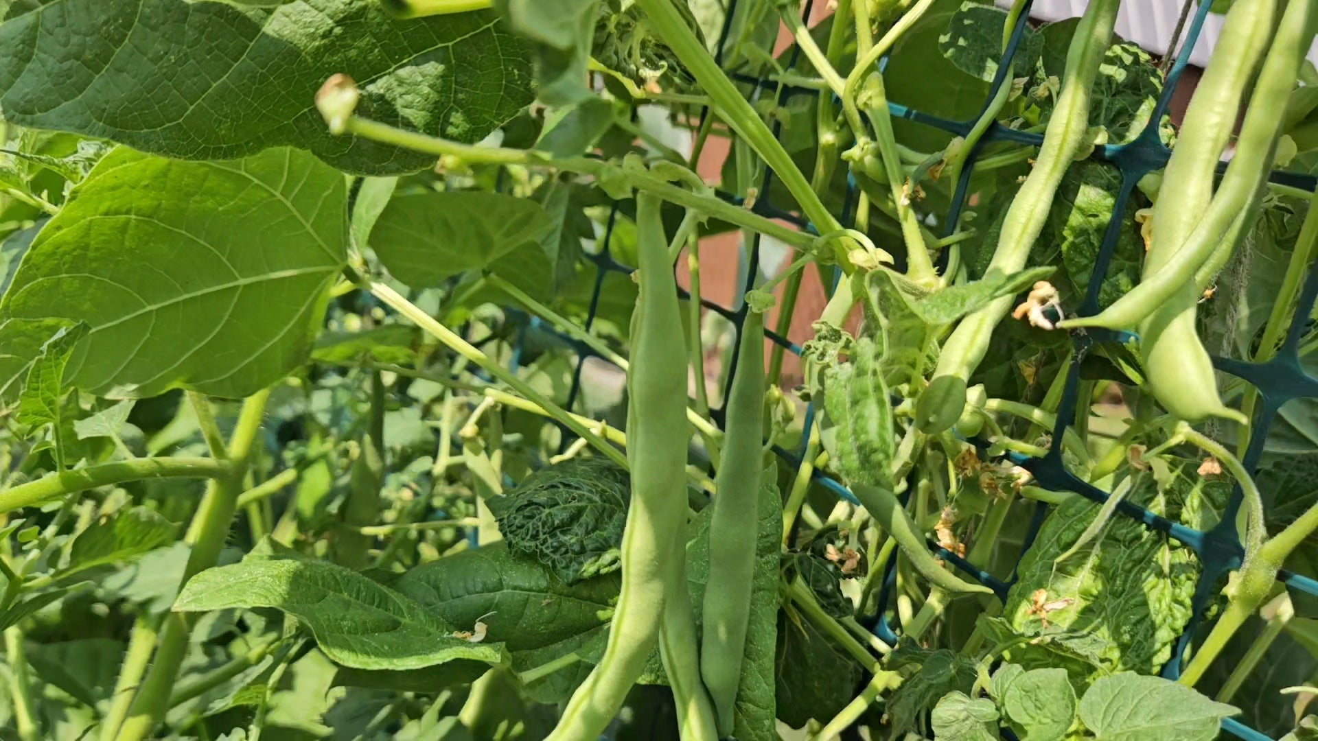 Pole Beans- Seeds