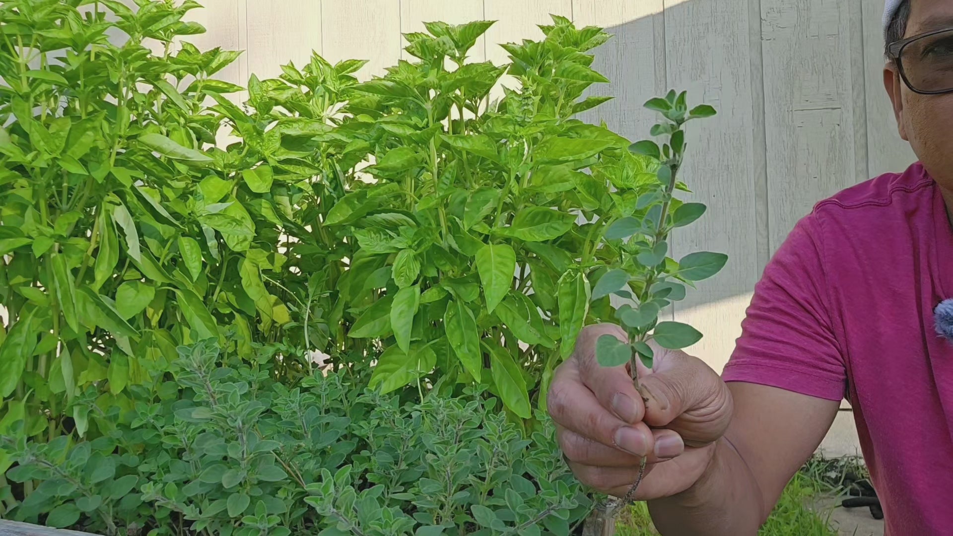 Homegrown/Organic Dried Oregano