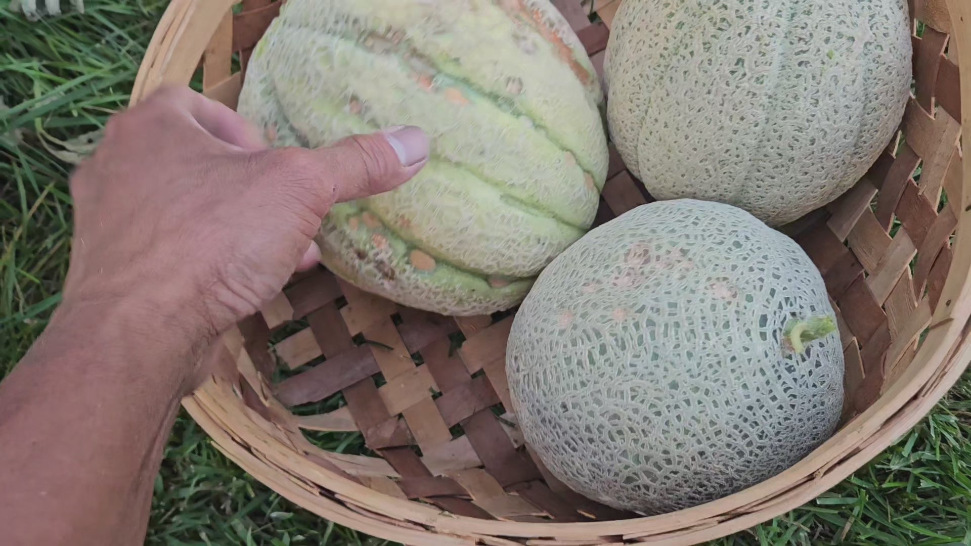 Lifestyle Roots Seeds (Vine Cantaloupe)