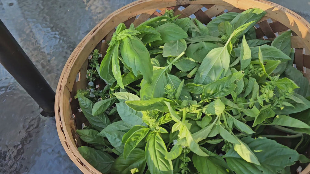 HOMEGROWN DRIED BASIL