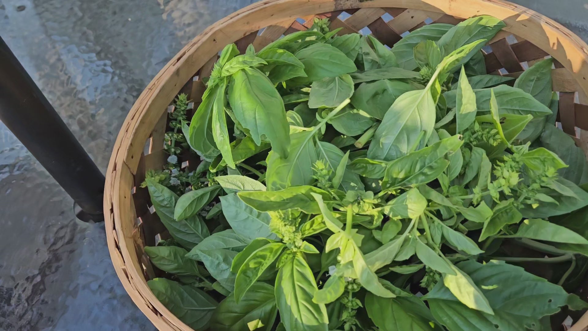 HOMEGROWN DRIED BASIL