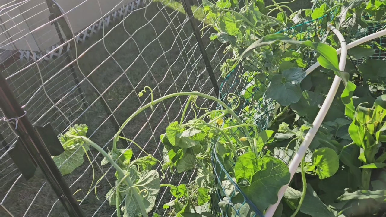 Lifestyle Roots Seeds (Vine Cantaloupe)