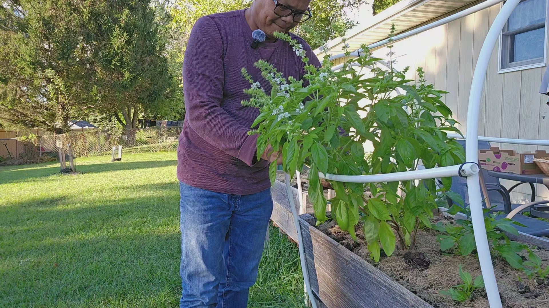 HOMEGROWN DRIED BASIL
